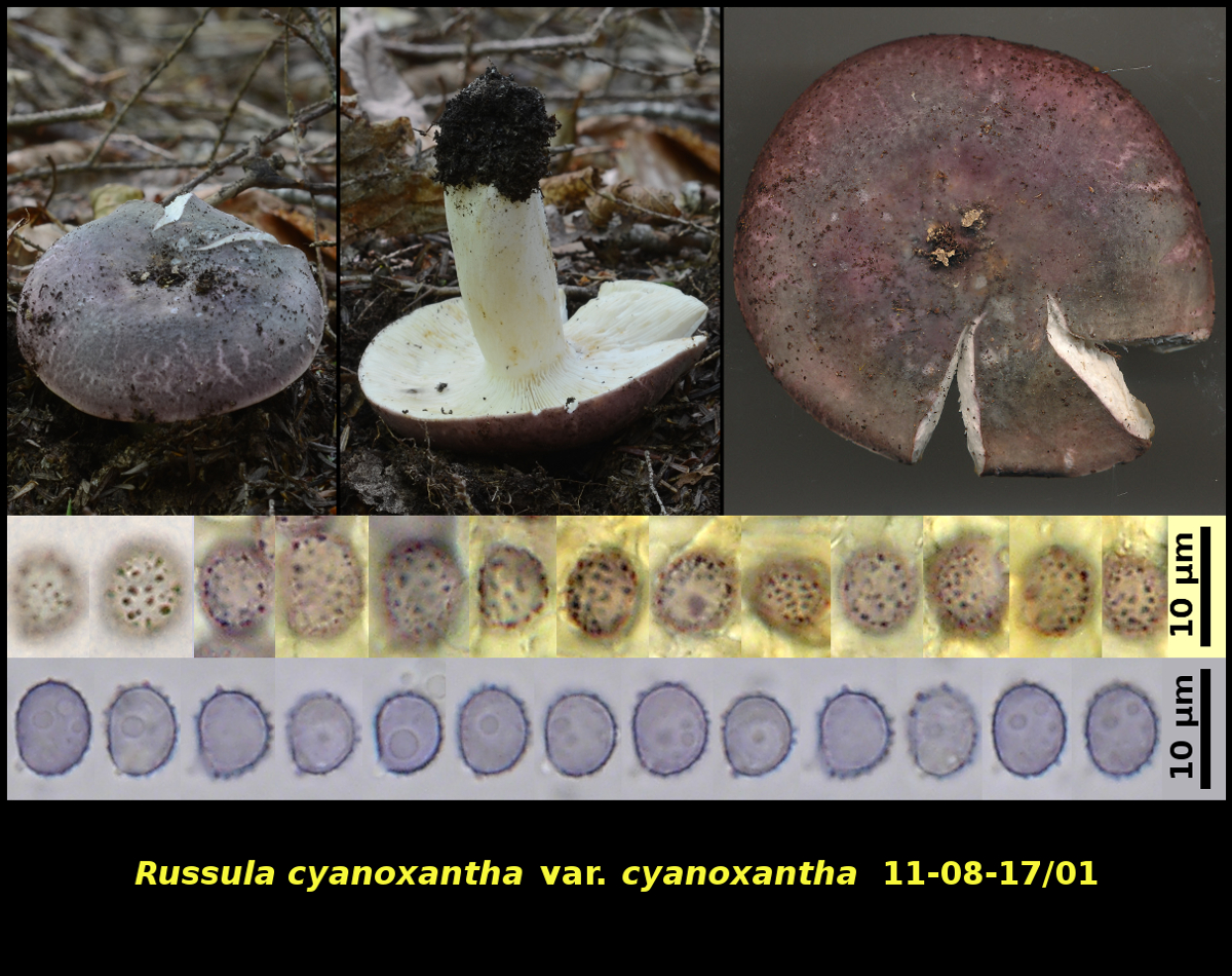 Picture of Russula cyanoxantha var. cyanoxantha 08-17]01